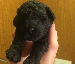 Photo №2 to announcement № 6549 for the sale of poodle (dwarf) - buy in Ukraine private announcement