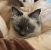 Additional photos: Ragdoll kitten