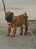 Photo №2 to announcement № 52635 for the sale of shar pei - buy in Russian Federation private announcement