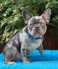 Additional photos: French bulldog.