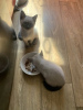 Photo №2 to announcement № 125400 for the sale of siamese cat - buy in Germany private announcement