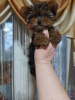 Photo №1. yorkshire terrier - for sale in the city of Антверпен | 676$ | Announcement № 30034