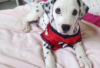 Photo №1. dalmatian dog - for sale in the city of Berlin | Is free | Announcement № 126926