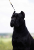 Photo №1. Mating service - breed: cane corso. Price - negotiated