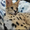 Photo №4. I will sell savannah cat in the city of Houston. private announcement, from nursery, from the shelter, breeder - price - negotiated