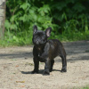 Photo №2 to announcement № 117648 for the sale of french bulldog - buy in Germany private announcement