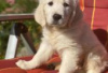 Photo №3. Sandra (Light golden retriever puppy for sale. Germany