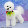 Photo №1. bichon frise - for sale in the city of Москва | negotiated | Announcement № 76416