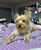 Photo №4. I will sell yorkshire terrier in the city of New York. private announcement, breeder - price - 300$