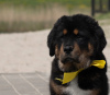 Additional photos: Tibetan Mastiff puppies