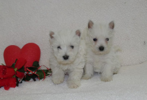 Photo №3. The breeding THERY of BELLANCOURT WEST HIGHLAND WHITE TERRIER. France