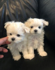 Photo №1. maltese dog - for sale in the city of Station Nord | 600$ | Announcement № 21502