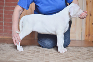 Photo №4. I will sell dogo argentino in the city of Kirov. from nursery - price - Negotiated