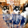 Photo №4. I will sell non-pedigree dogs in the city of Kherson. breeder - price - 176$