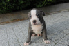 Photo №4. I will sell american bully in the city of Poznan. private announcement, breeder - price - negotiated