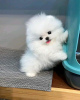 Photo №2 to announcement № 114239 for the sale of pomeranian - buy in Estonia 