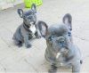 Photo №2 to announcement № 58434 for the sale of french bulldog - buy in Italy breeder