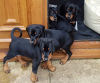 Photo №3. Beautiful Doberman puppies,. Ireland