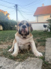 Photo №3. English bulldog. Serbia