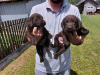 Photo №3. Labrador Retriever, chocolate brown litter. Serbia