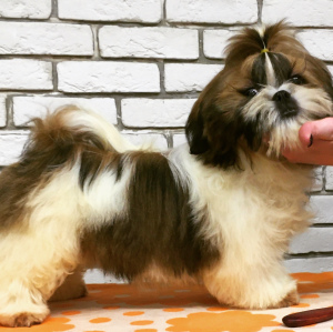 Photo №4. I will sell shih tzu in the city of Gomel. from nursery - price - Negotiated