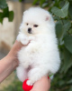 Photo №3. Pomeranian puppies. Germany