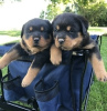 Photo №1. rottweiler - for sale in the city of Вершина | 317$ | Announcement № 105499