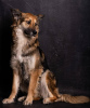 Photo №2 to announcement № 8602 for the sale of non-pedigree dogs - buy in Russian Federation private announcement