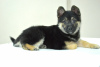 Photo №3. Puppy Jackie, 4 months old, is urgently looking for a home. Belarus