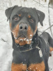 Photo №3. Rottweiler Kiprey is ready for your offers of permanent residence!. Russian Federation