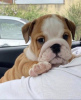 Photo №1. english bulldog - for sale in the city of Wrocław | negotiated | Announcement № 97400