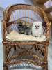 Photo №1. pomeranian - for sale in the city of Нови Сад | Is free | Announcement № 100928