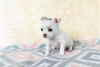 Photo №4. I will sell non-pedigree dogs in the city of Bamberg. private announcement - price - Is free