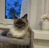 Photo №1. birman - for sale in the city of Munich | 317$ | Announcement № 109758