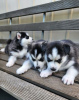 Photo №1. siberian husky - for sale in the city of Berlin | 370$ | Announcement № 116814