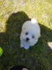 Photo №1. maltese dog - for sale in the city of Newtown | 946$ | Announcement № 11836