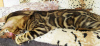 Photo №4. I will sell bengal cat in the city of Barnaul. from nursery - price - 263$