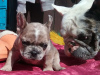 Photo №1. french bulldog - for sale in the city of Minsk | negotiated | Announcement № 101294