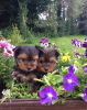 Photo №4. I will sell yorkshire terrier in the city of Napa. private announcement - price - 300$