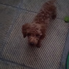 Additional photos: toy poodle