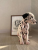Photo №3. Spotted Dalmatian babies from the elite FULGRIM Dogs kennel. United Kingdom