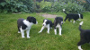 Photo №3. Adorable border collie available. United Kingdom