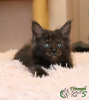 Photo №4. I will sell maine coon in the city of St. Petersburg. private announcement, from nursery, breeder - price - 747$