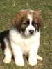 Photo №1. st. bernard - for sale in the city of Stockholm | negotiated | Announcement № 113199