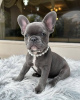 Photo №1. french bulldog - for sale in the city of Aalst | 402$ | Announcement № 96317