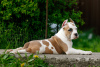 Additional photos: Puppy staffordshire terrier