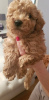 Photo №2 to announcement № 9979 for the sale of non-pedigree dogs, poodle (toy) - buy in Russian Federation private announcement