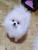 Photo №3. POMERANIAN, purebred puppies. Serbia