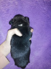 Photo №4. I will sell chihuahua in the city of St. Petersburg. private announcement, from nursery, breeder - price - 810$