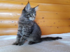 Photo №3. Selling an affectionate Maine Coon kitten, color black tiger. Ukraine